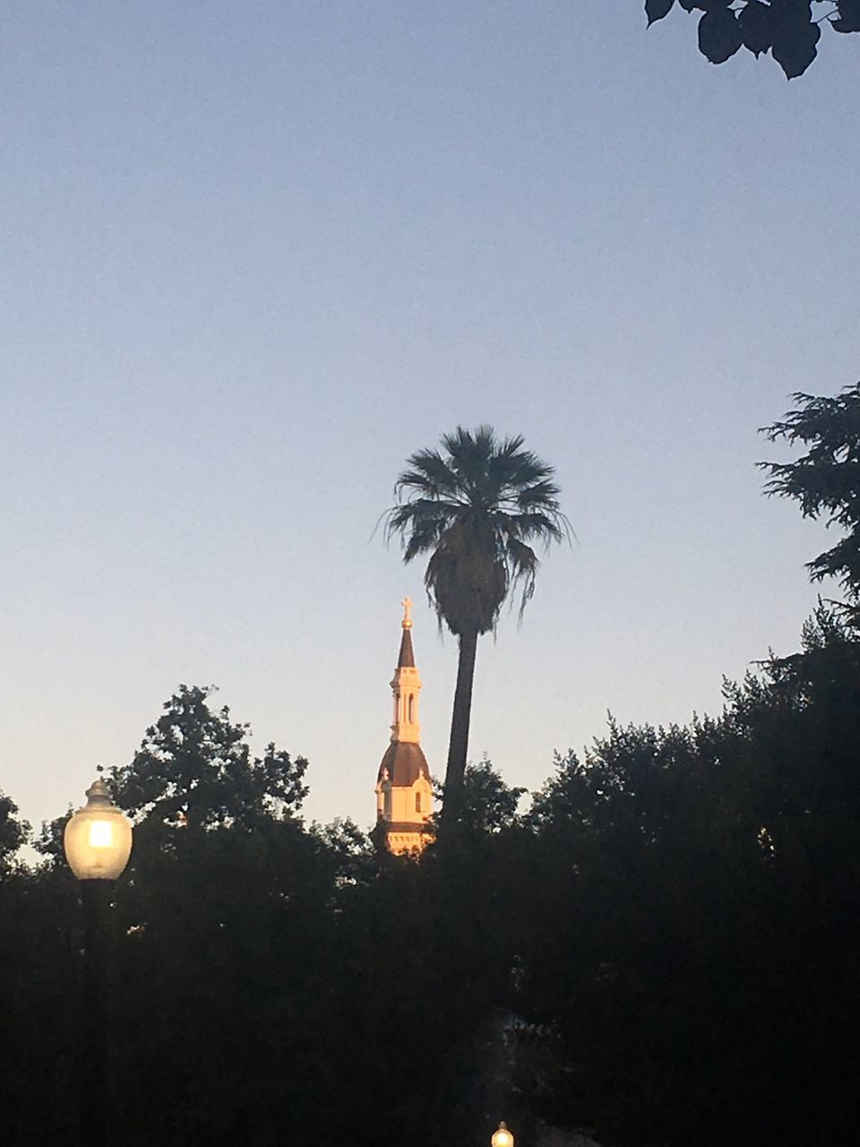 LOW ANGLE VIEW OF SILHOUETTE TREES AGAINST SKY