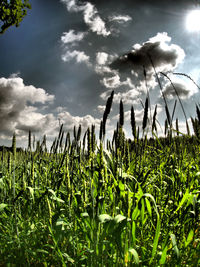 Scenic view of field against cloudy sky