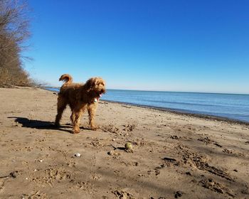 Dog on beach against clear sky