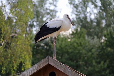 Bird perching on a tree