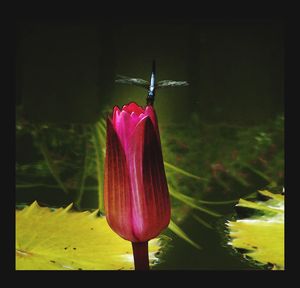 Close-up of red flower against water