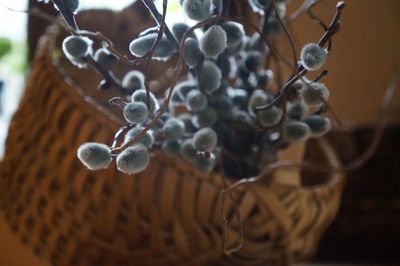 Close-up of plant against blurred background