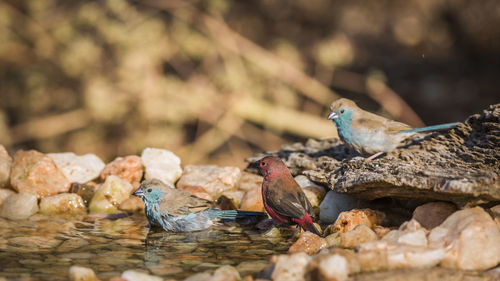 Birds perching on rock