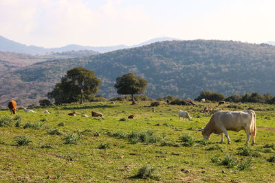 Sheep grazing in a field