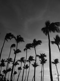 Low angle view of palm trees against sky