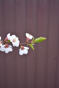 Close-up of white cherry blossoms in spring