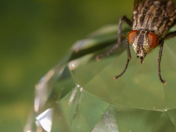 Close-up of insect on leaf