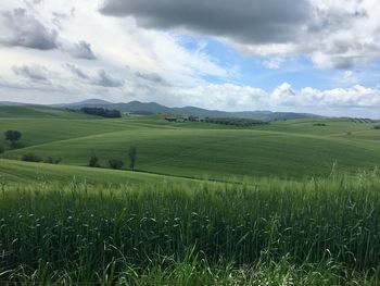 Scenic view of agricultural field against sky