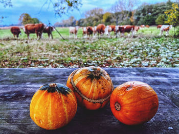 Close-up of pumpkins on field