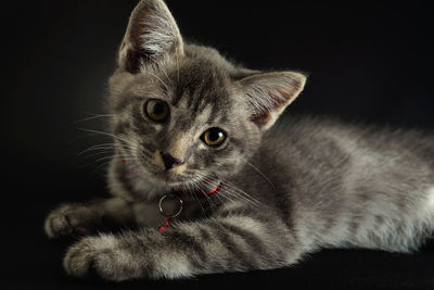 Close-up portrait of a cat