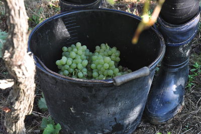 Low section of person standing by grapes in bucket at vineyard