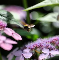 Close-up of bee pollinating on purple flower