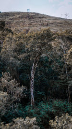 Dead tree on field against sky