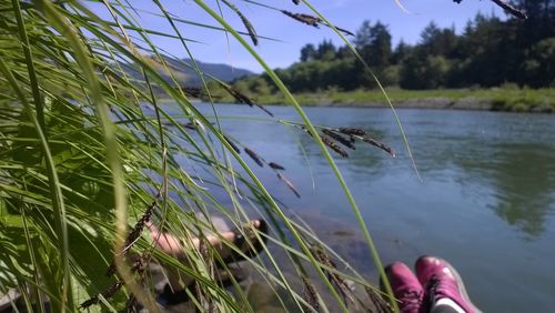 Plants in lake