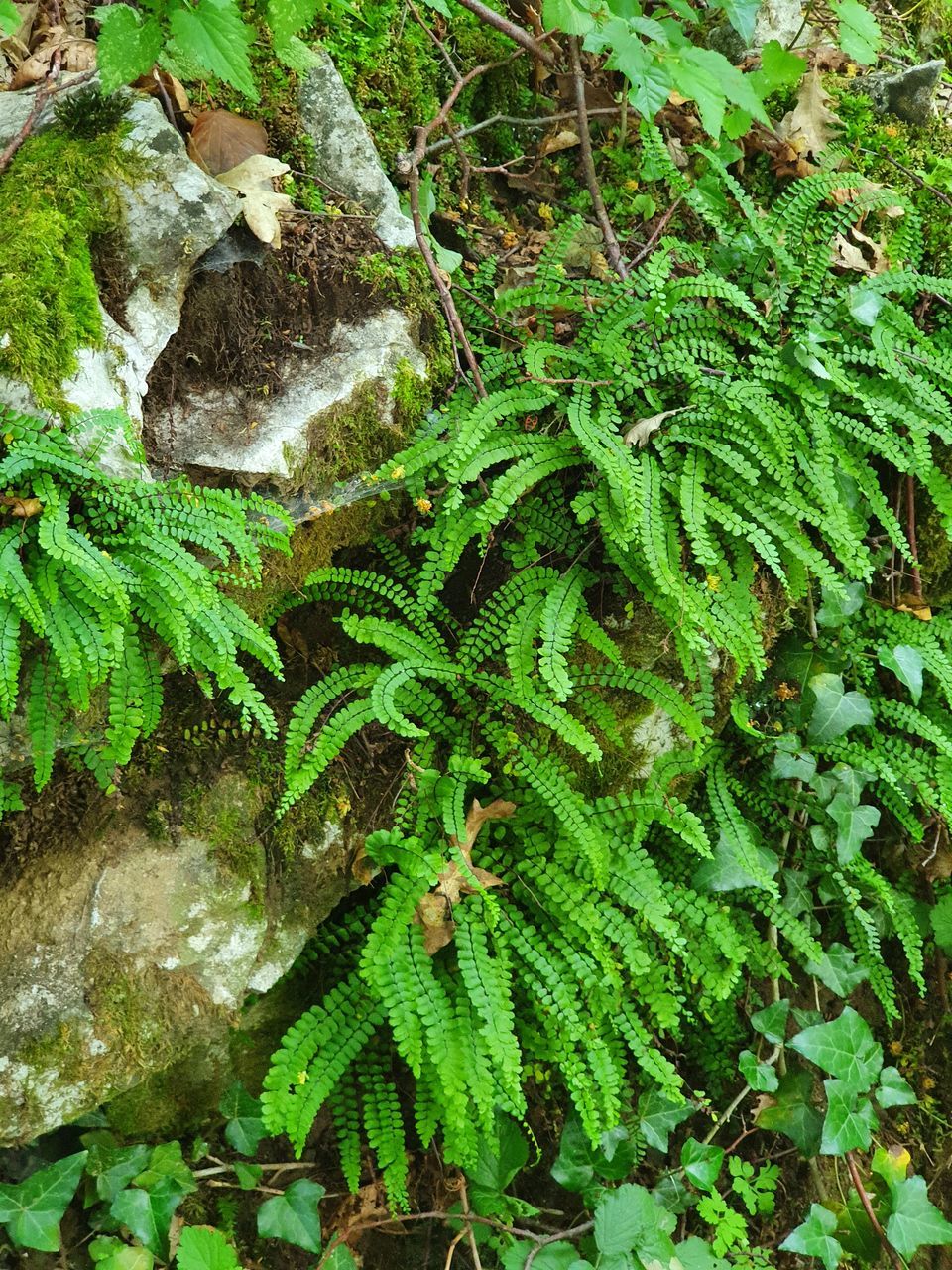 HIGH ANGLE VIEW OF FERN AND TREES IN FOREST