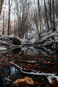 Bare trees by stream in forest during winter