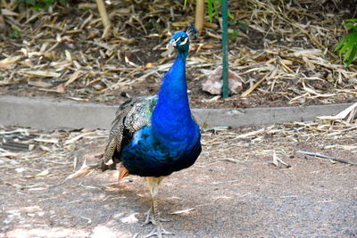 Close-up of peacock on field