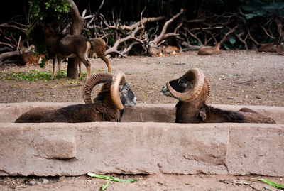 Bighorn sheep on field