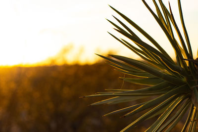 Close-up of plant growing on field against sky during sunset