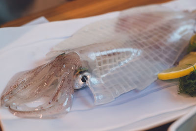 Sashimi of squid, a specialty of yobuko, karatsu city, saga prefecture.