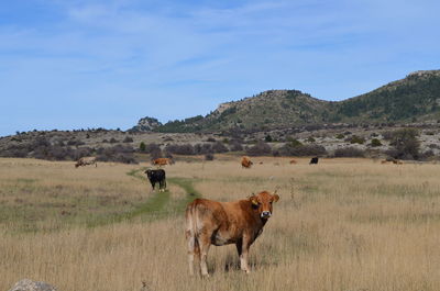 Cows on grassy field against sky