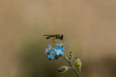 Close-up of insect on plant