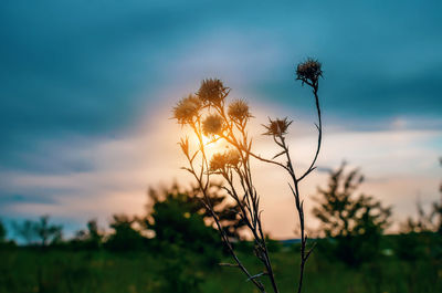 The silhouette of a dry plant is illuminated by the setting sun