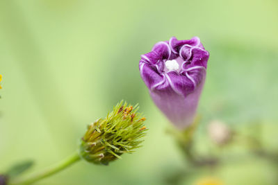 Close-up of pink flower bud