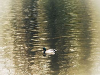 High angle view of ducks swimming in lake