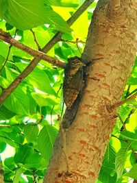 Close-up of butterfly on tree trunk