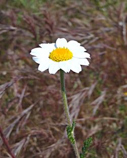 Close-up of white daisy flowers