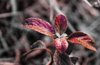 Close-up of red flowers blooming outdoors