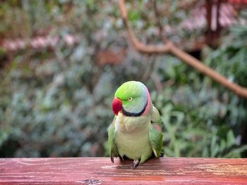 Close-up of parrot perching on tree