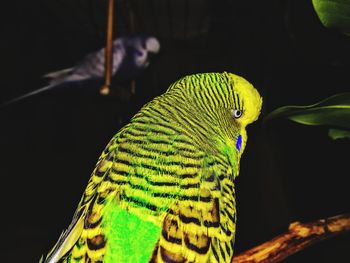 Close-up of parrot perching on branch