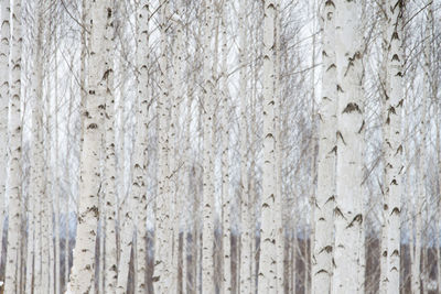 Full frame shot trees in forest during winter 