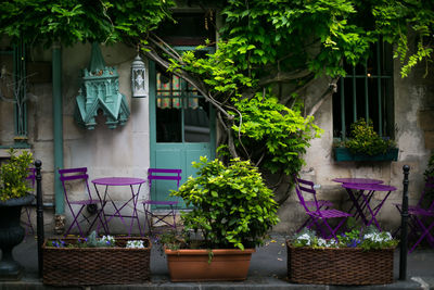 Potted plants against building