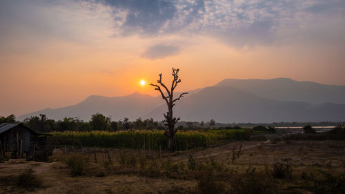 Scenic view of field against sky during sunset