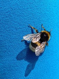 Close-up of insect on blue surface