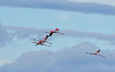 Low angle view of airshow against sky