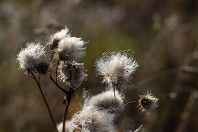 Close-up of wilted dandelion