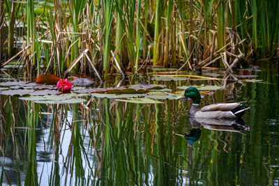 Duck swimming in lake