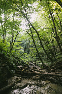 View of trees in forest