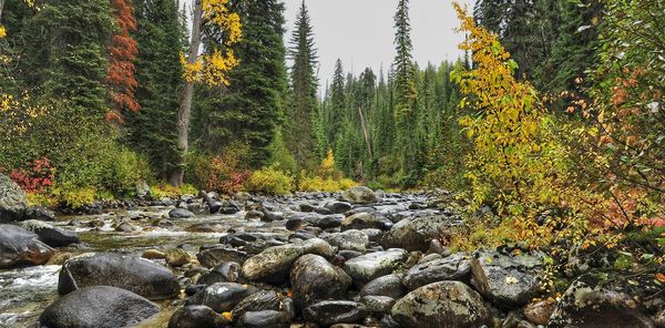 Scenic view of stream in forest during autumn