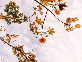 Low angle view of autumnal tree against sky