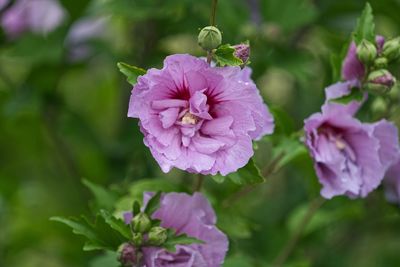 Close-up of pink flowering plant