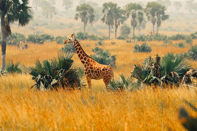 Side view of giraffe on field