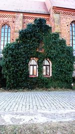 Ivy growing on building