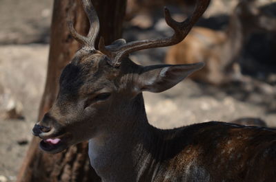 Close-up of deer