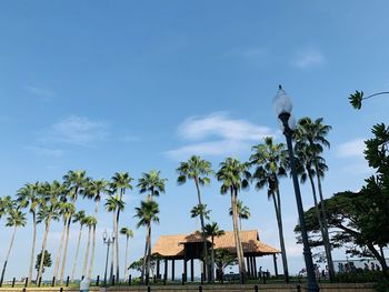 Low angle view of coconut palm trees against blue sky