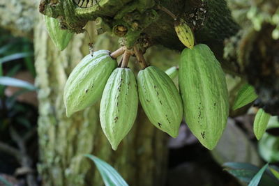 Close-up of fruit on tree